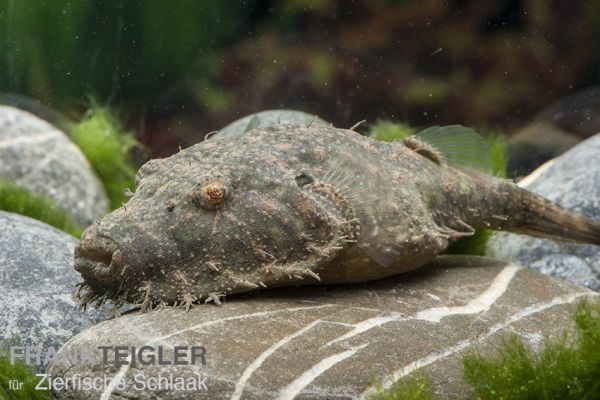 Fetzenkugelfisch / Pao baileyi